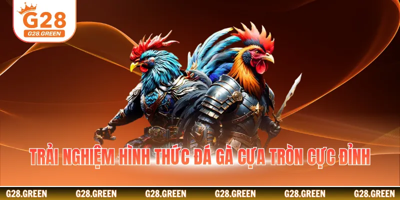 Trải nghiệm hình thức đá gà cựa tròn cực đỉnh